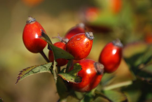The benefits of Rosehip Oil Dalia Botanique