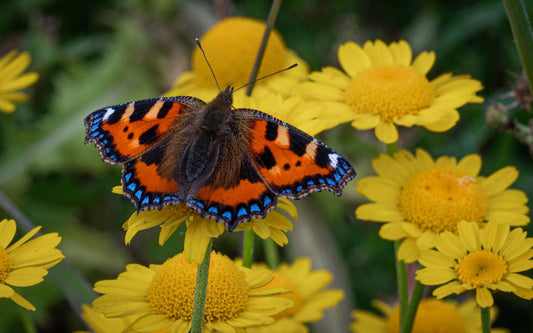 A Gardener's Guide to Sun Protection