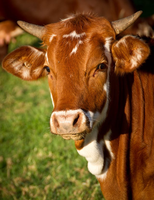 Should I use Beef Tallow on my face. Dalia Botanique natural skincare alternatives
